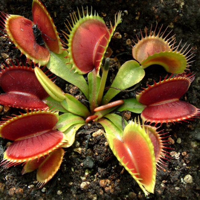 Dionaea muscipula Droseraceae Carolina U.S.A